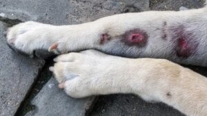 Pattes enflées chez les chiens : causes et symptômes