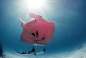 Une raie manta rose qui nage