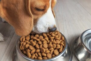3 curiosités sur les aliments pour chiens