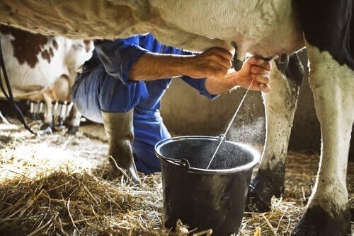D'un point de vue spéciste, la vache n'est qu'un simple fournisseur de lait. 
