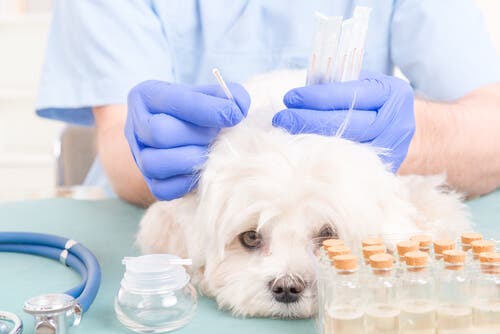 Acupuncture pour chiens : comment s'y prendre ?