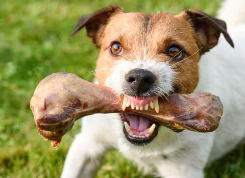 Agression des chiens liée à la nourriture