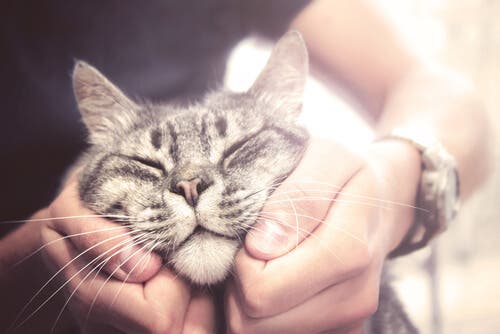 Les chats vivent plus longtemps si l'on s'occupe bien d'eux et qu'on leur donne de l'amour 