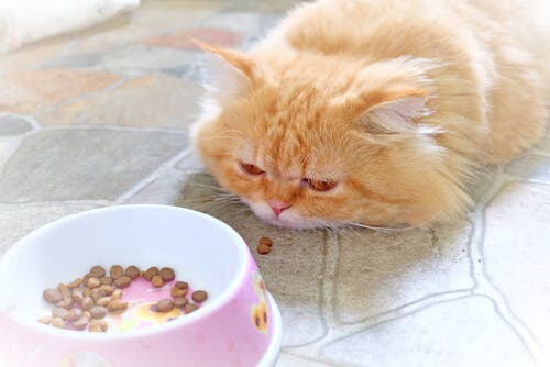 Comment nourrir correctement un chat malade ?