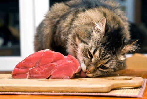 Un chat mangeant des aliments crus