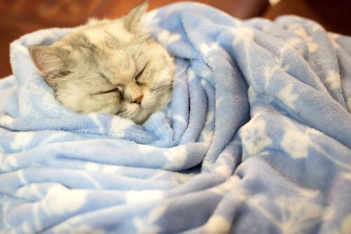 Les chats hibernent-ils en hiver ?