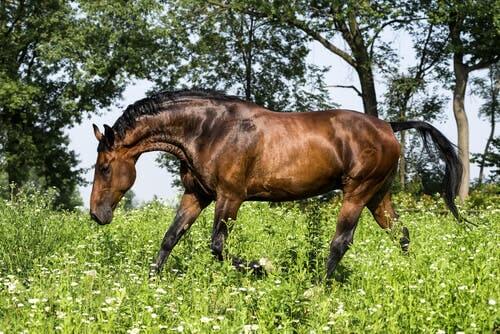 Un cheval Maremmano dans un champ