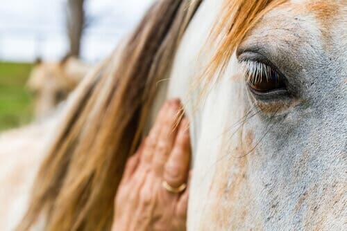 L’œil d'un cheval