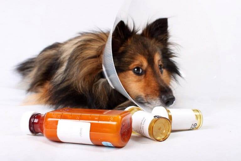 Un chien malade devant prendre des médicaments vétérinaires