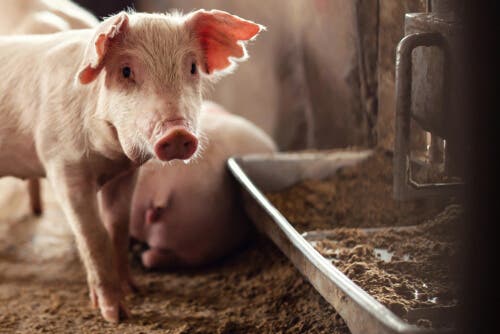 Crises actuelles de santé animale : le problème de la peste porcine africaine