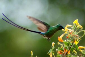 Un colibri vénézuélien