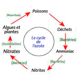 Le cycle de l'azote schématisé