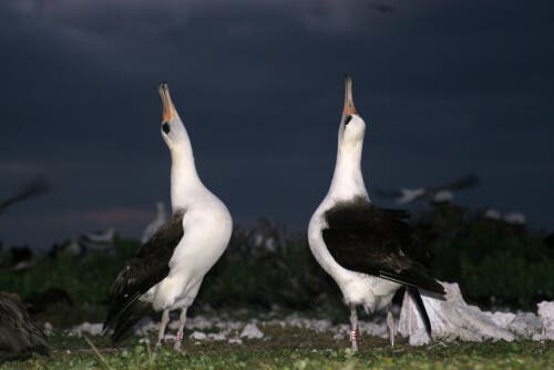 La sélection sexuelle chez les albatros