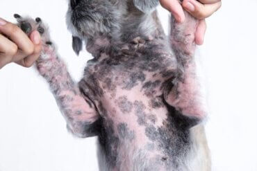 Traitements pour la dermatite allergique chez les chiens