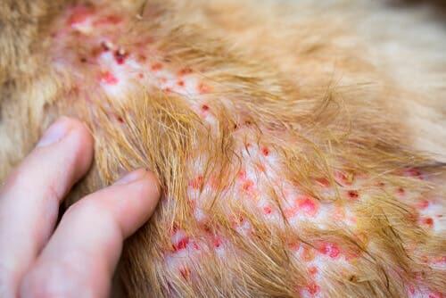 La dermatite allergique chez un chien avec des piqûres de puces