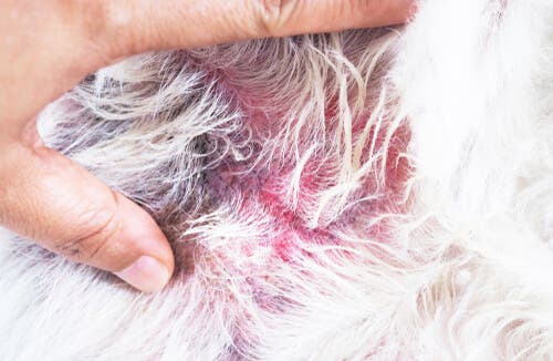 La dermatite atopique chez le chien