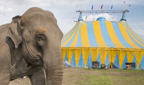 Il y a des civilisations qui exploitent les éléphants dans les cirques