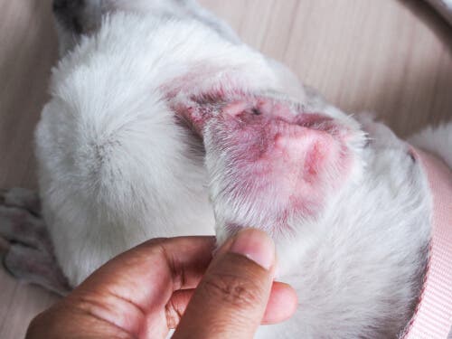 Un otite externe chez un chien due à une dermatite allergique.