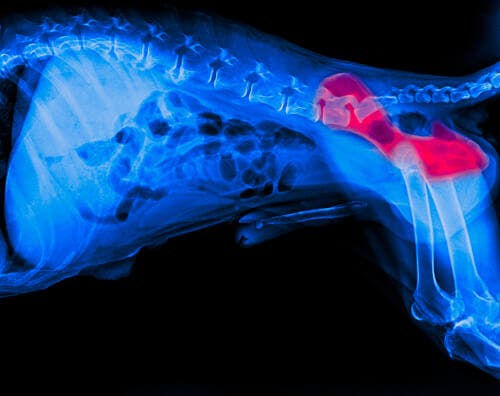 La dysplasie de la hanche chez le chien peut être due aux sols stratifiés