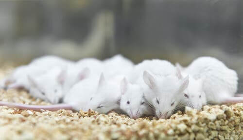 Des rats de laboratoire qui mangent