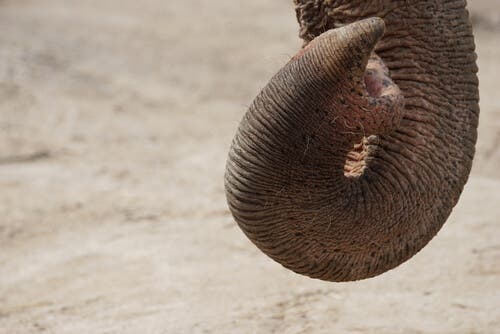 Les éléphants ont un odorat très développé
