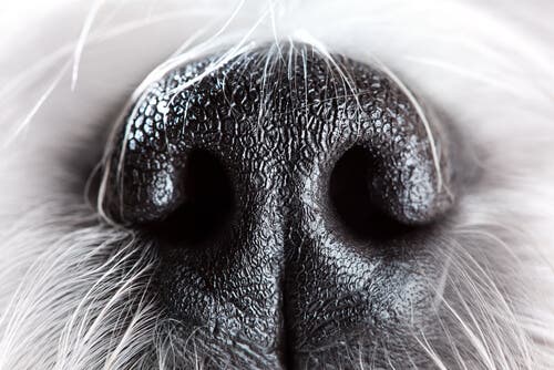 La truffe d'un chien, animal ayant un très bon odorat