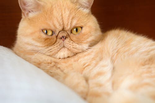 Les chats persans jouissent d'une grande longévité