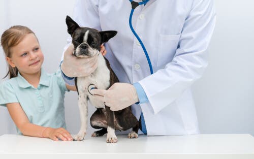 Un chien chez le vétérinaire pour cause d'anorexie