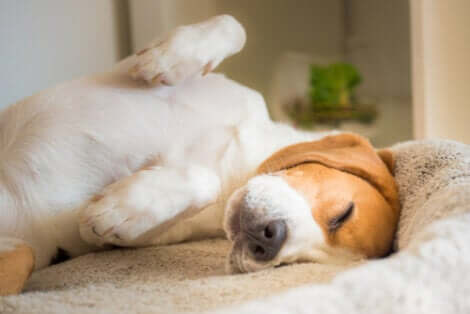 Un Beagle endormi grâce à la musique