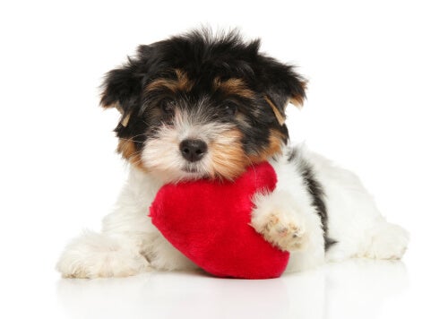 Six conseils pour prendre soin du cœur des chiens