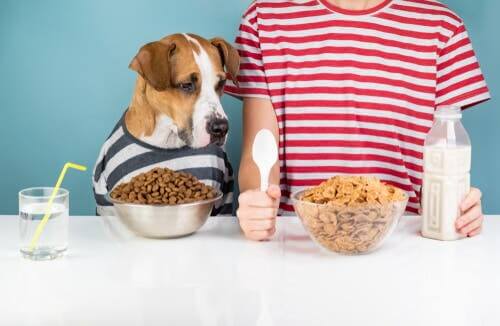 Les croquettes et les besoins nutritionnels d'un chien