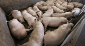 Des cochons en élevage intensif souffrant de la peste porcine africaine