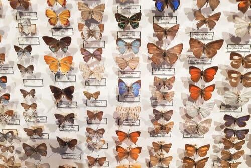 Le musée entomologique CURLA : les papillons protagonistes