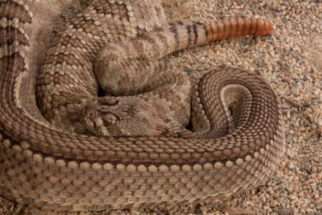 Le serpent Crotalus Atrox.
