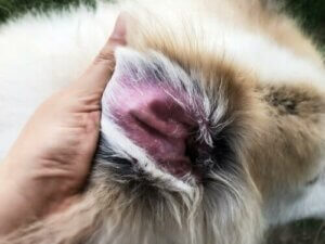 L'oreille d'un chien touchée par la dermatite atopique