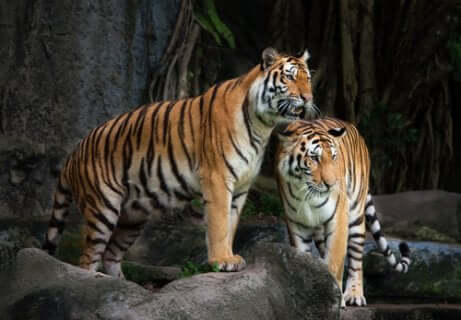 Deux tigres sauvages