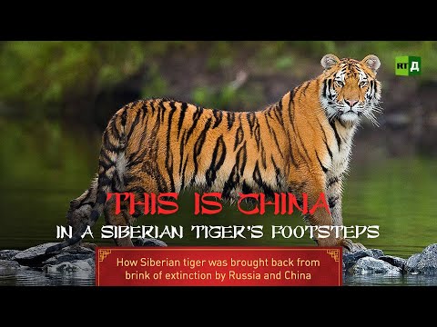 Un documentaire sur le tigre de Sibérie