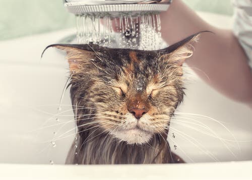 Même après un bain, les chats se lavent