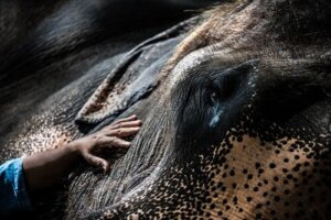 Un éléphant touché par la tuberculose, une des maladies bactériennes les plus fréquentes chez les éléphants