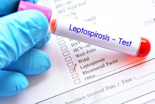Trois conseils pour prévenir la leptospirose chez les animaux de compagnie