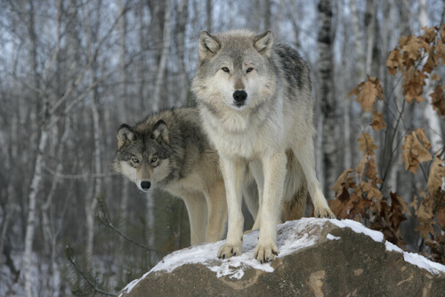La sélection naturelle chez les loups