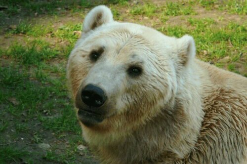 L'ours grolar peut hériter d'un pelage blanc.