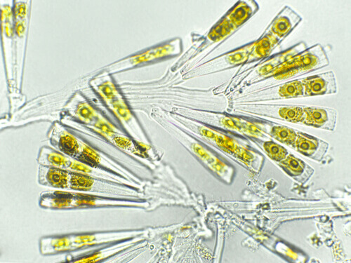 La formation du phytoplancton