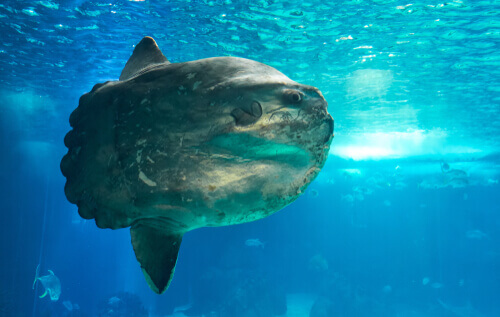 Le poisson lune (Mola mola), le plus lourd du monde