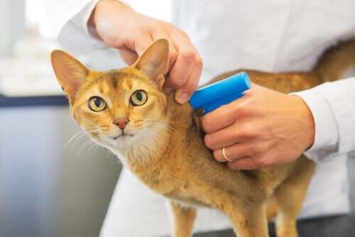 La puce électronique est-elle obligatoire pour les chats ?