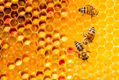 La coopération chez les abeilles