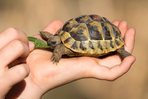 Les 3 problèmes de santé les plus habituels chez les tortues domestiques