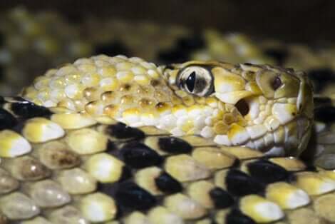 Les yeux d'un serpent à sonnette.