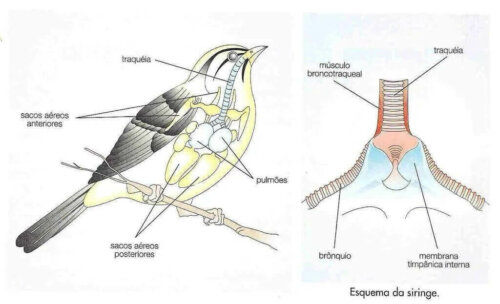 Les chants d'oiseaux viennent d'un système complexe.