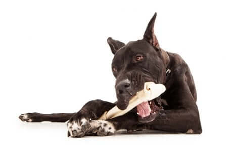 Un chien rongeant un os.